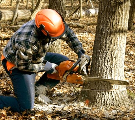 Tree Removal in Campaign, TN